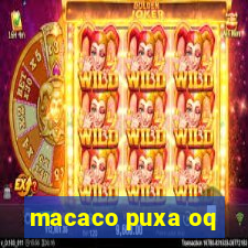 macaco puxa oq